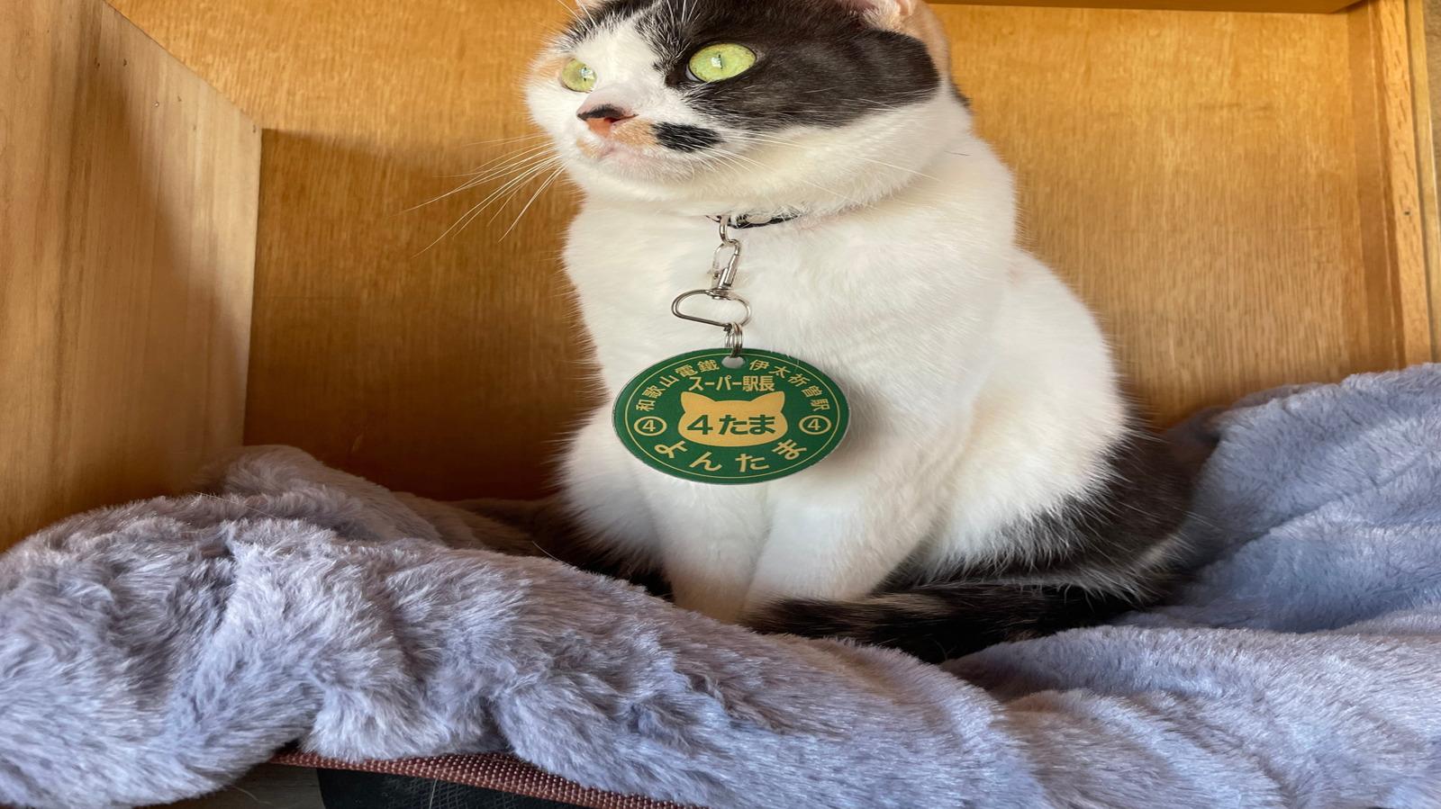 Japanese Train Station Welcomes Its Third Cat Stationmaster, Yontama – A Purr-fect Milestone - Complete Specifications, Price & Review 2026