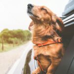Best Fun Cars Under $40,000 for You and Your Dog – Top Picks & Prices