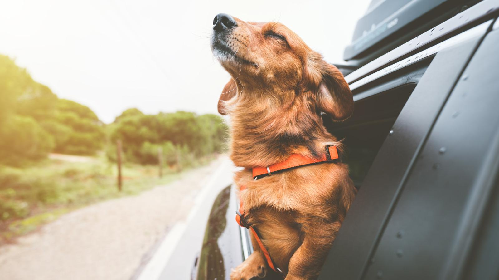 Best Fun Cars Under $40,000 for You and Your Dog – Top Picks & Prices - Complete Specifications, Price & Review 2026